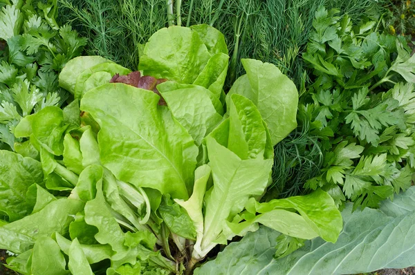 Zusammensetzung aus Salat, Dill und Petersilie — Stockfoto