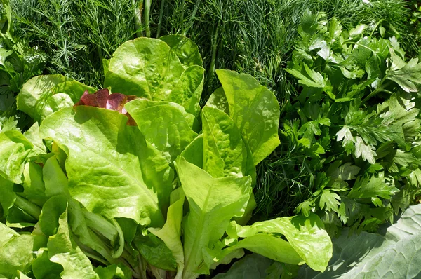 Samenstelling van salade, dille en peterselie — Stockfoto