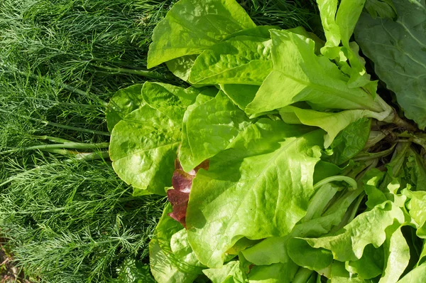 Samenstelling van salade, dille en peterselie — Stockfoto