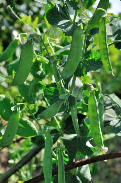 View of maturing pea pods on the stem — Stock Photo, Image