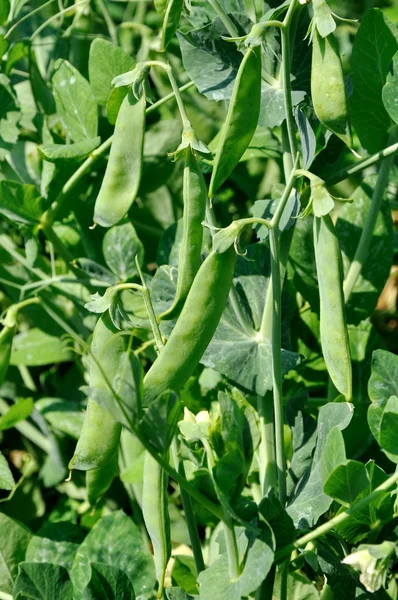 茎にエンドウ豆の鞘の成熟の表示 — ストック写真