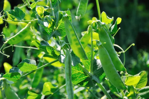 View of semitransparent maturing pea pods on the stem — Stock Photo, Image