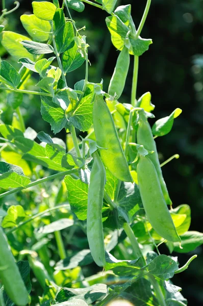 茎に半透明の成熟のエンドウ豆の鞘のビュー — ストック写真