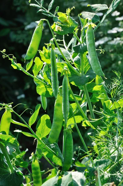 View of semitransparent maturing pea pods on the stem — Stock Photo, Image