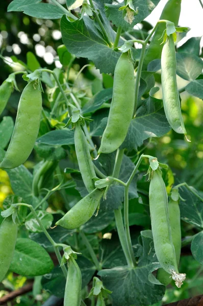 View of maturing pea pods on the stem — Stock Photo, Image