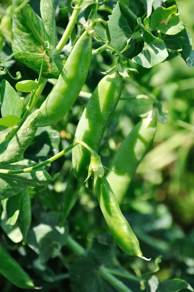 View of maturing pea pods on the stem — Stock Photo, Image