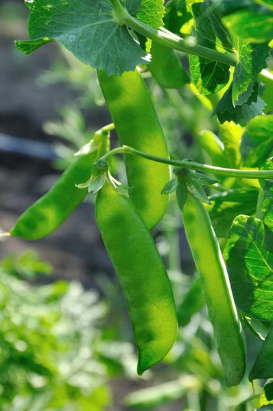 View of semitransparent maturing pea pods on the stem — Stock Photo, Image