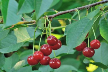 Kırmızı ve tatlı kiraz dal