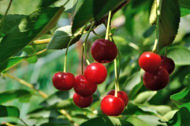 Kırmızı ve tatlı kiraz dal