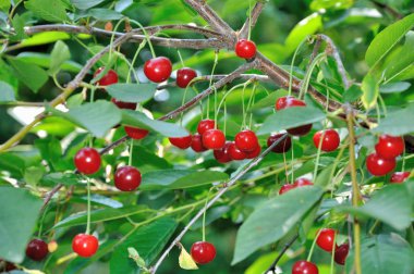 Kırmızı ve tatlı kiraz dal