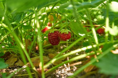 Akşam ışığı çilek