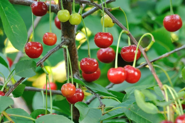 Червона і солодка вишня на гілці — стокове фото