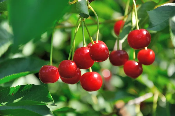 Kırmızı ve tatlı kiraz dal