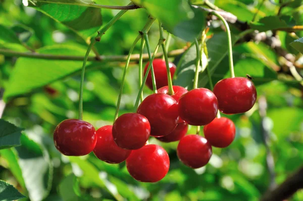 Kırmızı ve tatlı kiraz dal