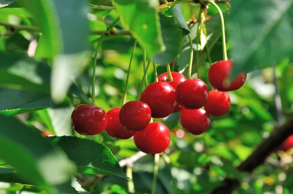Ciliegie rosse e dolci su un ramo — Foto Stock