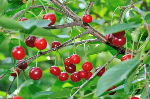 Cerezas rojas y dulces en una rama — Foto de Stock