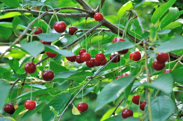 Cerezas rojas y dulces en una rama — Foto de Stock