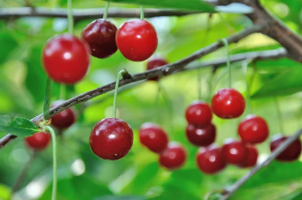 Cerezas rojas y dulces en una rama — Foto de Stock