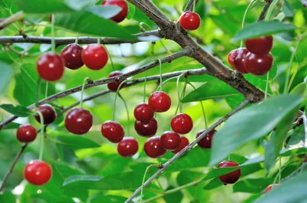 Cerezas rojas y dulces en una rama — Foto de Stock