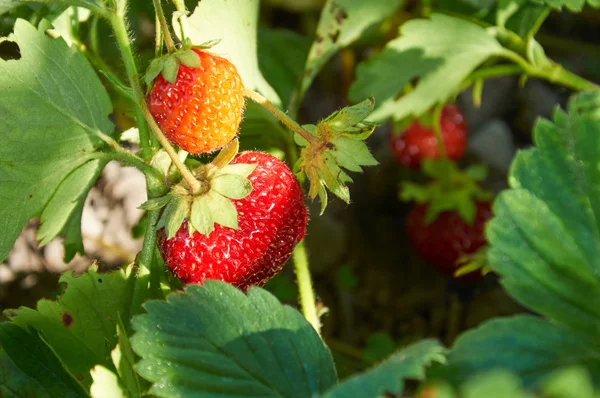 Strawberries in evening light Stock Image