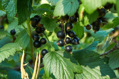 Bush Olgun siyah kuş üzümü