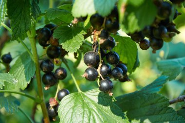Bush Olgun siyah kuş üzümü