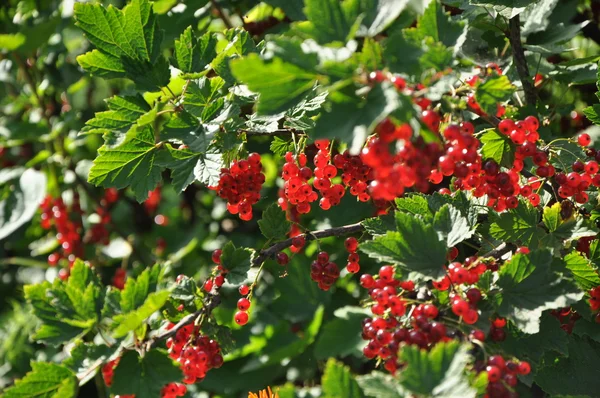 Branch of red currant with ripe berries — Stock Photo, Image
