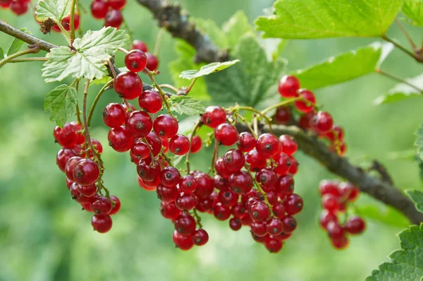 Branch of red currant with ripe berries — Stock Photo, Image