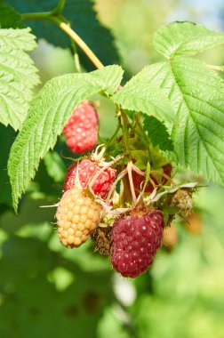 dal üzerinde kırmızı ahududu