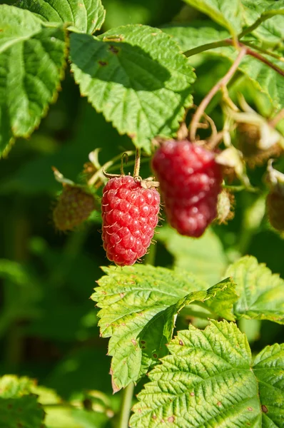 Red raspberries on the branch — Stock Photo, Image