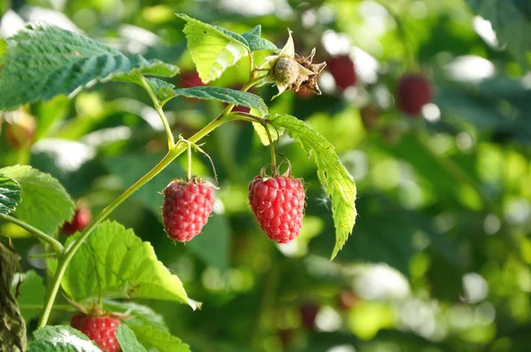 Framboises rouges sur la branche — Photo