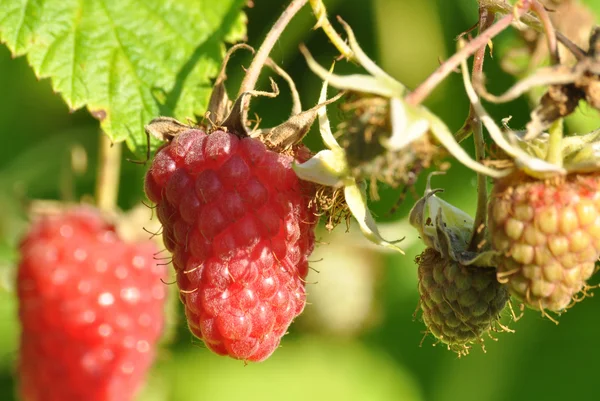 Framboises rouges sur la branche — Photo