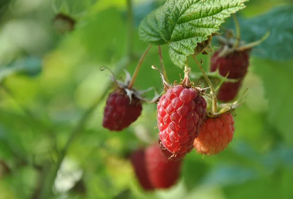 Framboises rouges sur la branche — Photo