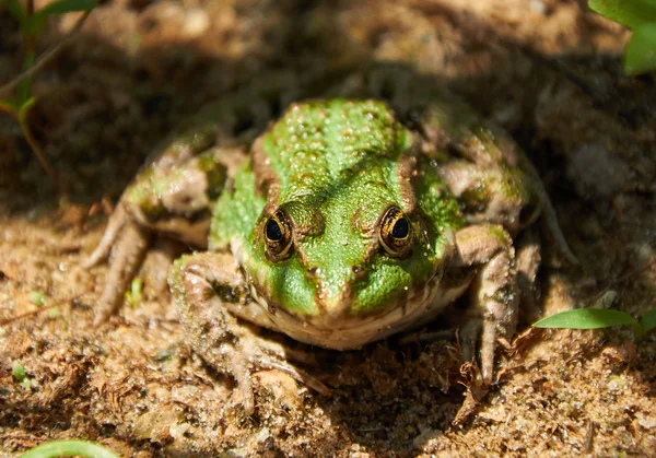 Green pond frog on the sand — Stock Photo, Image