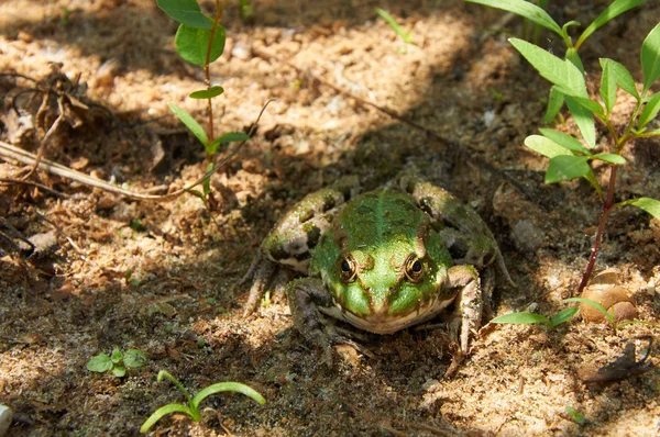 Green pond frog on the sand — Stock Photo, Image