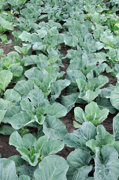 Several rows of young cabbage — Stock Photo, Image