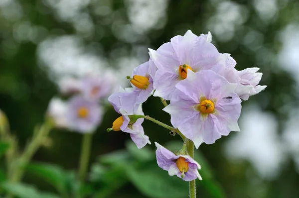 Light violet flowers of blooming potato — Stock Photo, Image