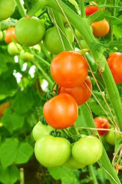Different stage of ripening tomatoes on one branch — Stock Photo, Image