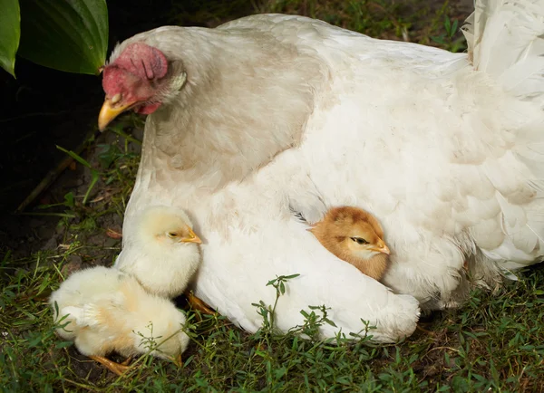 Pollitos cerca de la gallina y bajo su ala — Foto de Stock