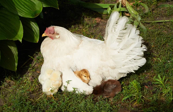 Pollitos cerca de la gallina y bajo su ala — Foto de Stock