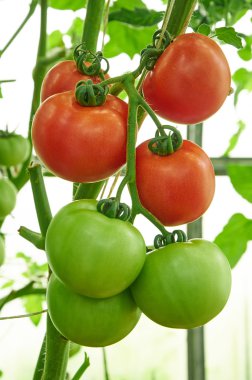 Kırmızı Olgun ve yeşil olgunlaşmamış domates dalı