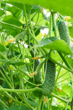 Bush üzerinde büyüyen salatalık