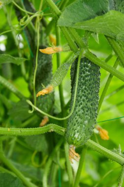 Bush üzerinde büyüyen salatalık