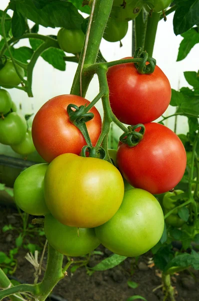 Různé fáze zrání rajčat na jednu větev — Stock fotografie