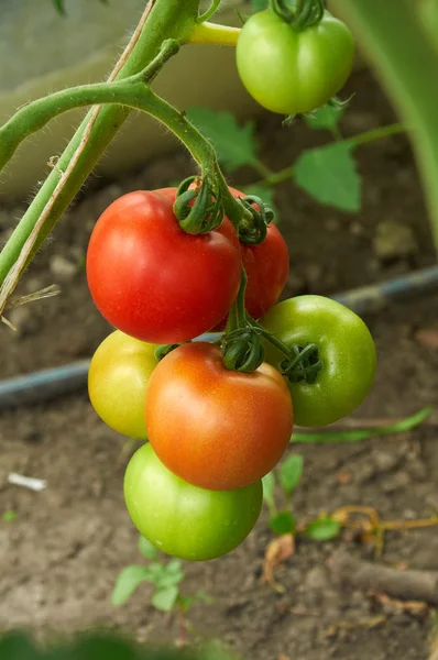 Innym etapie dojrzewania pomidorów na jednej gałęzi — Zdjęcie stockowe