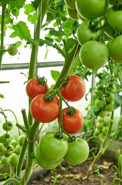 Red ripe and green unripe tomatoes on the branch — Stock Photo, Image