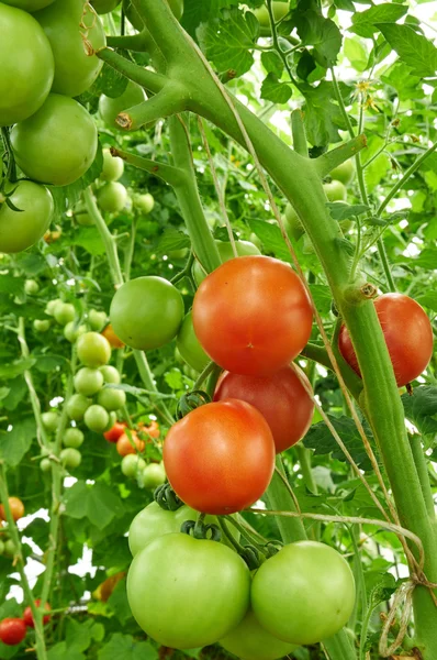 Many tomatoes are growing in hothouse — Stock Photo, Image