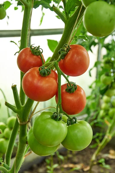 Röd mogen och gröna omogna tomater på gren — Stockfoto