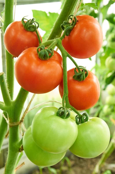 Красные спелые и зеленые незрелые помидоры на ветке — стоковое фото