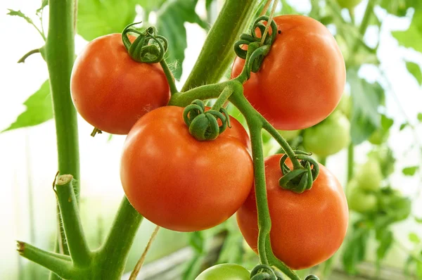 Olgun domatesler dalda